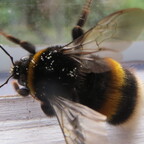 Hummel 1