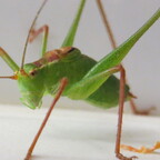 huepfer1