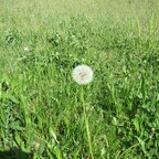 Pusteblume 1